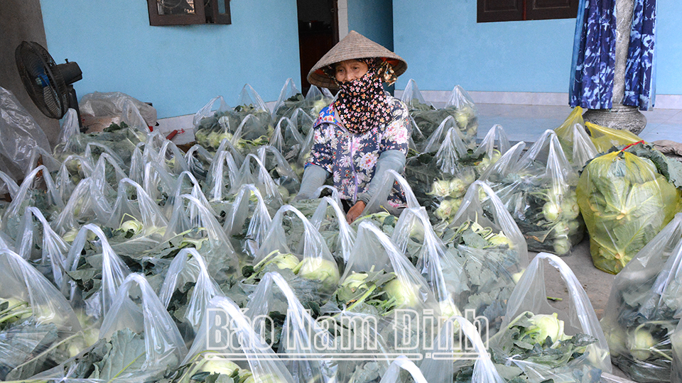 Nông dân xã Yên Dương chuẩn bị xuất bán rau củ ra thị trường.   Bài và ảnh: Văn Đại