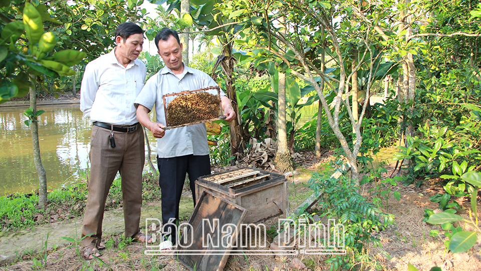Từ nguồn vốn vay của Quỹ tiết kiệm CLB liên thế hệ tự giúp nhau của người cao tuổi, gia đình ông Phan Văn Đắc ở xóm Nguyễn Vượng, xã Hải Phú (Hải Hậu) đã phát triển nghề nuôi ong, thả cá cho hiệu quả kinh tế cao.