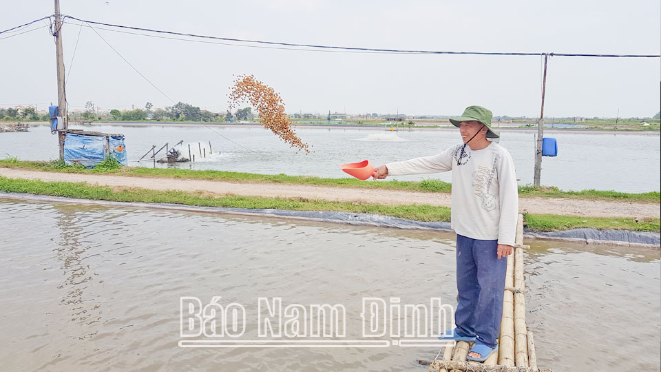 Ông Trần Thanh Năm, xóm 11, xã Xuân Vinh (Xuân Trường) chăm sóc trang trại cá của gia đình.