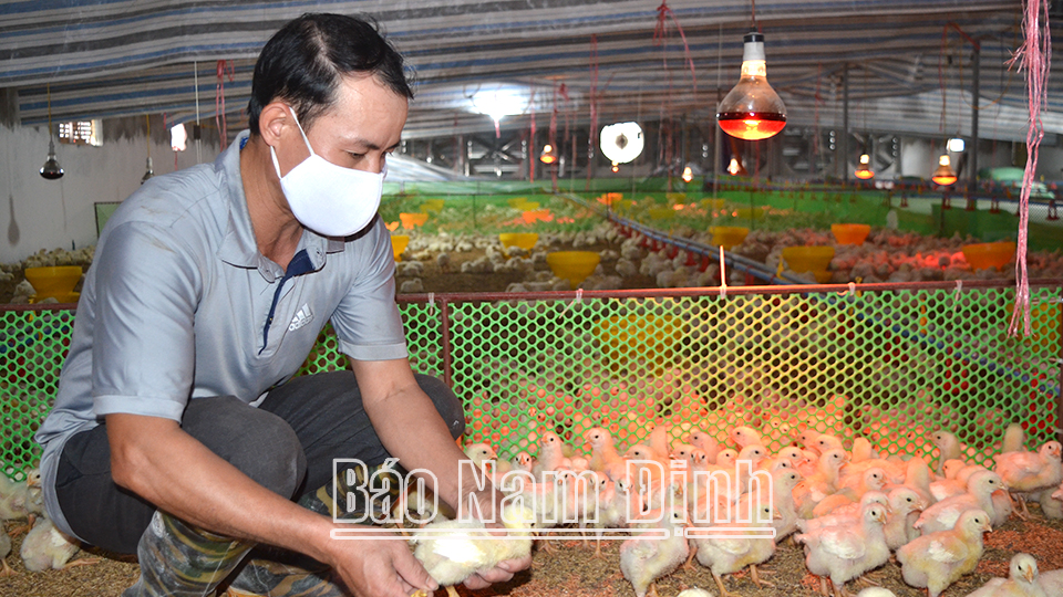 Kiểm tra chất lượng gà giống tại trang trại của anh Lê Đức Thọ, ở xóm Hải Tiến, xã Hải Đông (Hải Hậu).  Bài và ảnh: Đức Toàn