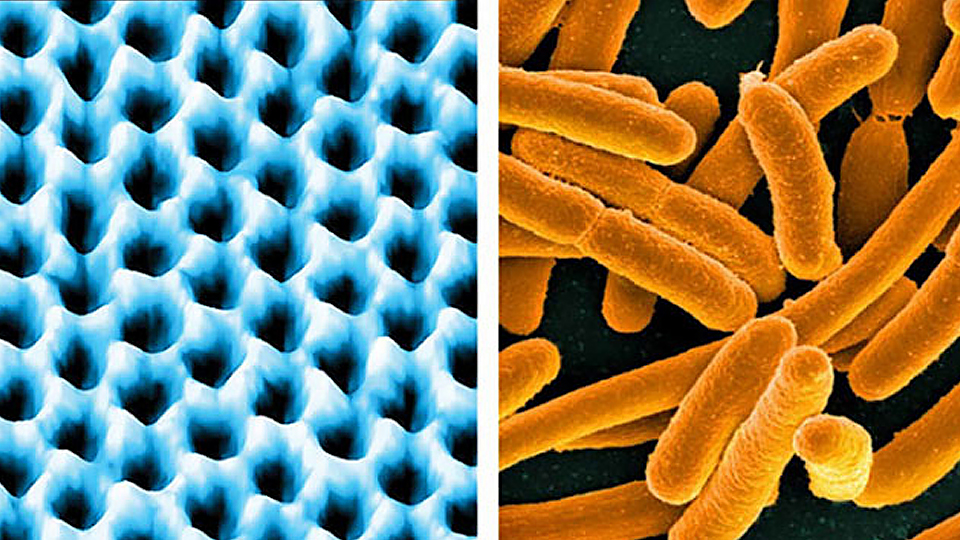 Vật liệu graphene (trái) và vi khuẩn E. coli (phải) nhìn dưới kính hiển vi. (Ảnh: Interesting Engineering)