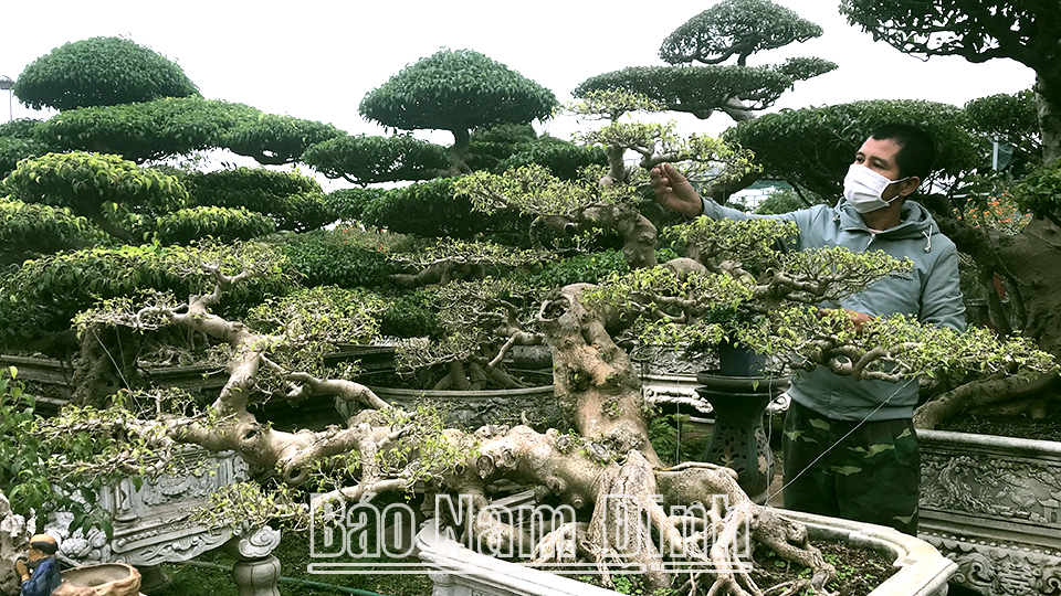 Anh Vũ Văn Tưởng chăm sóc cây cảnh trong nhà vườn.
