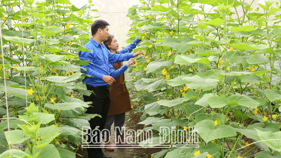 Mô hình trồng dưa leo, dưa lê Hàn Quốc trong nhà màng công nghệ cao của đoàn viên Vũ Văn Khá, thị trấn Quỹ Nhất (Nghĩa Hưng).  Ảnh: Ngọc Ánh