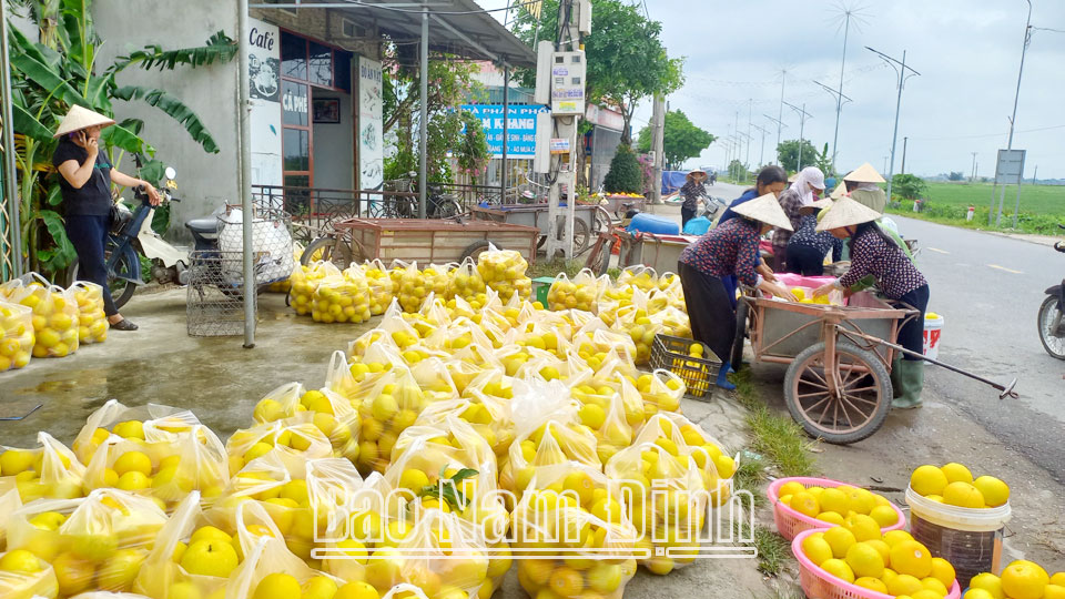 Vào mùa dưa, xã Nam Hùng (Nam Trực) hình thành nhiều điểm, “chợ cóc” lưu động mua bán (ảnh 1); Nông dân xã Nam Hùng phân loại dưa hồng ngay tại đầu ruộng (ảnh 2).