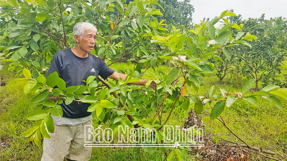 Phát triển trồng ổi mang lại thu nhập ổn định cho gia đình ông Trần Văn Ấp, thôn Lang Xá, xã Mỹ Tiến.