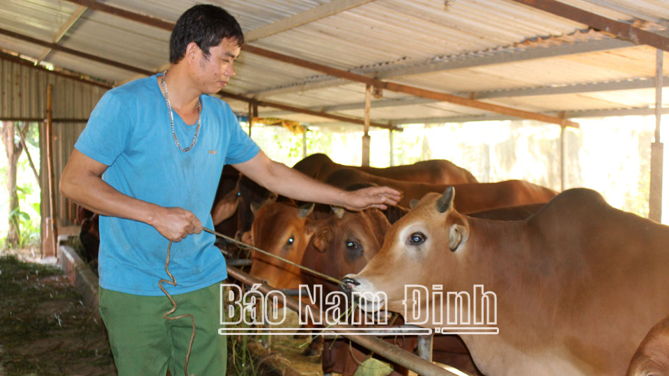 Trang trại tổng hợp của anh Bùi Văn Lương, xã Xuân Hồng (Xuân Trường) tận dụng phế phẩm nông nghiệp làm thức ăn cho gia súc.