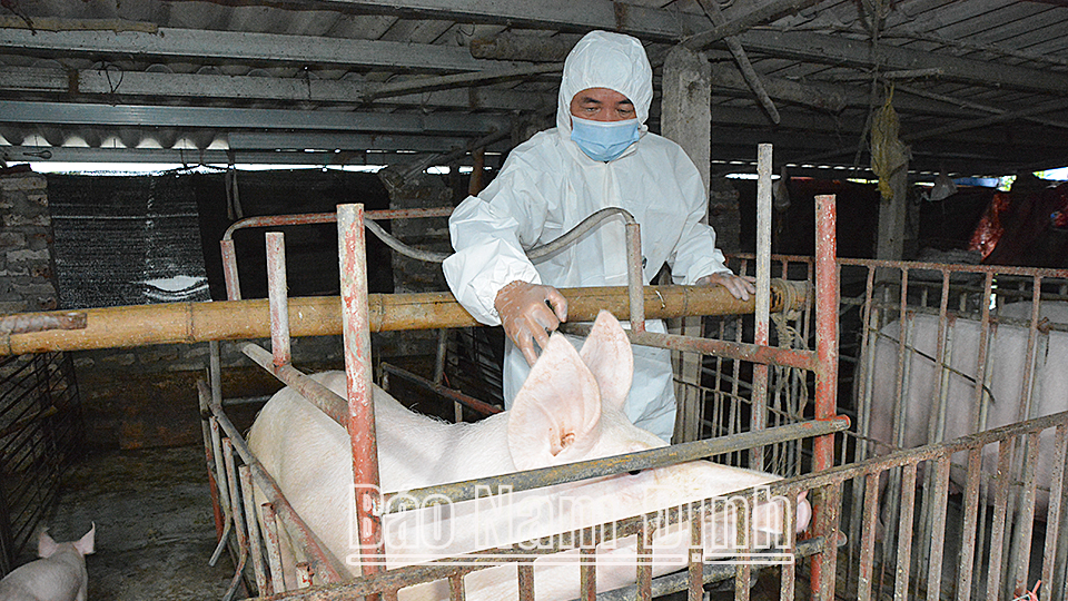 Cán bộ thú y huyện Vụ Bản tiêm phòng cho đàn lợn nái của hộ nuôi trên địa bàn xã Liên Minh.
