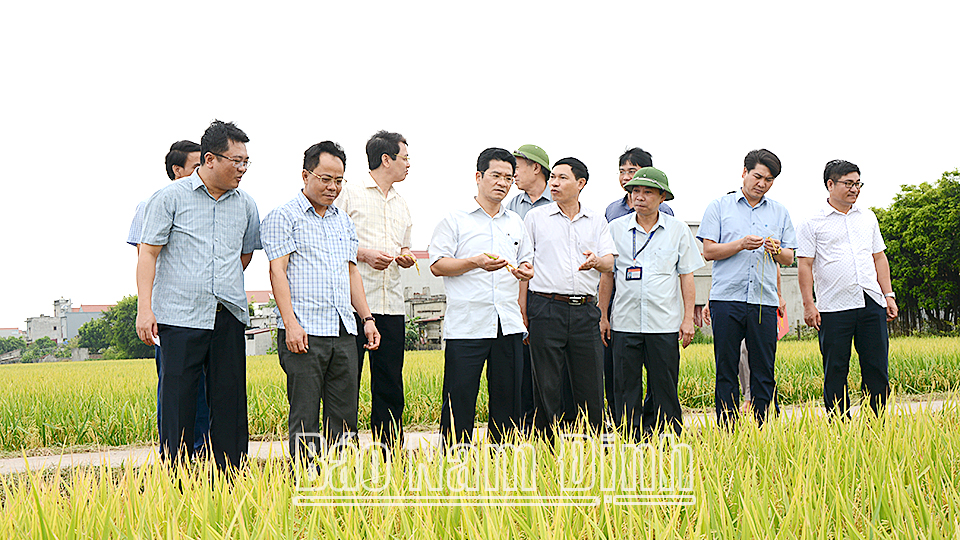 Đồng chí Trần Anh Dũng, Ủy viên Ban TVTU, Phó Chủ tịch Thường trực UBND tỉnh kiểm tra, đánh giá kết quả sản xuất vụ lúa xuân năm 2022 tại xã Giao Thịnh (Giao Thủy).