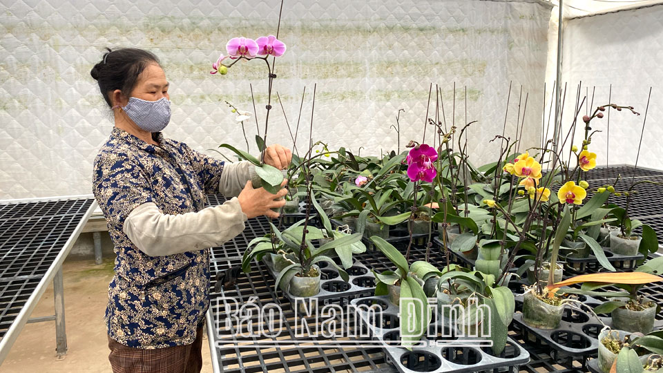 Sản xuất hoa lan trong nhà lưới tại Hợp tác xã Sản xuất và Kinh doanh hoa cây cảnh Nam Phong (thành phố Nam Định).