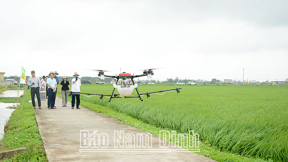 Công ty TNHH Cường Tân (Trực Ninh) thử nghiệm thiết bị bay không người lái phun thuốc trừ sâu cho lúa.