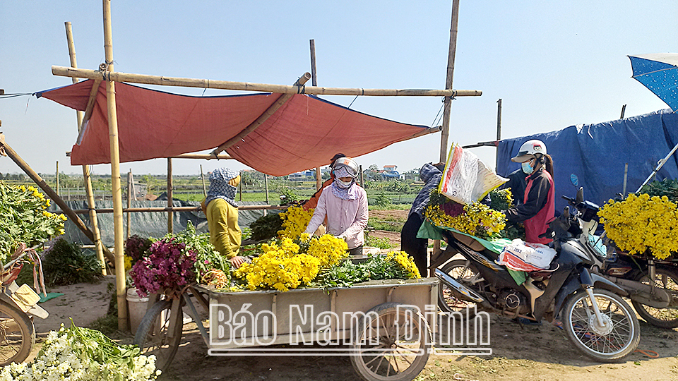 Phát triển nghề trồng hoa đã giúp cho nông dân xã Mỹ Tân có thu nhập ổn định.