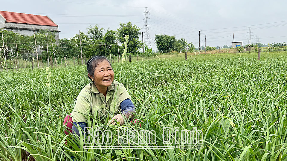 Bà Trần Thị Ngọ, thôn Bình Dân, xã Mỹ Tân (Mỹ Lộc) chăm sóc ruộng hoa huệ của gia đình.