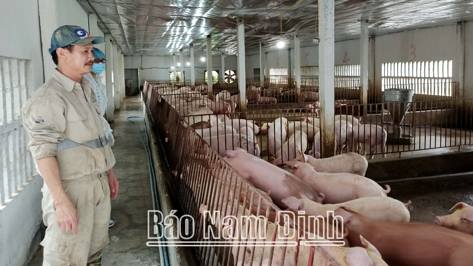 Ông Hà Văn Tuấn, chủ trang trại nuôi lợn ở xã Trực Thái (Trực Ninh) không khỏi lo lắng trước tình trạng giá thức ăn chăn nuôi liên tục tăng trong khi giá lợn hơi không tăng.