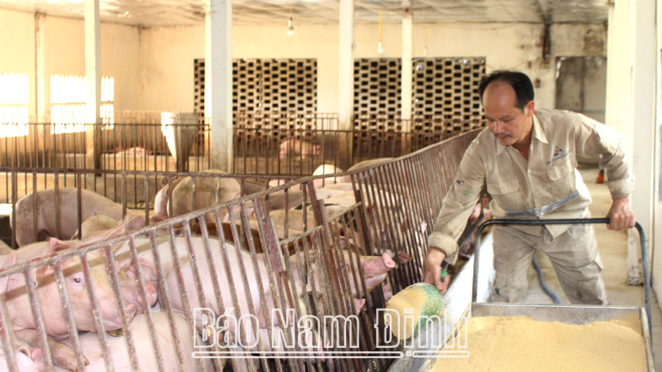 Trang trại nuôi lợn hữu cơ của ông Nguyễn Văn Thục, xã Trực Thái (Trực Ninh).