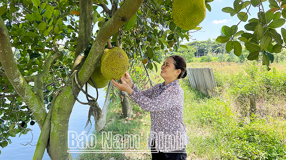 Bà Nguyễn Thị Hồng, xóm Đại Thắng, xã Mỹ Thuận (Mỹ Lộc) chăm sóc vườn cây ăn quả của gia đình.