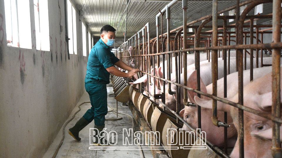 Nuôi lợn theo quy mô trang trại tập trung ngày càng được người dân xã Hải Thanh (Hải Hậu) áp dụng, nhân rộng.