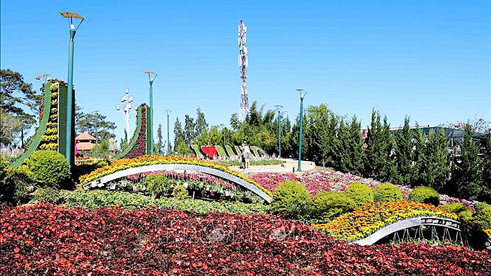Không gian hoa hồ Xuân Hương hấp dẫn du khách. 