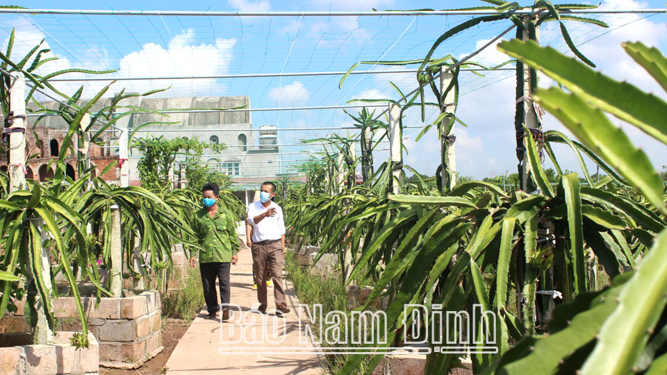 Nông dân xã Hải Giang phát triển mô hình kinh tế trang trại.
