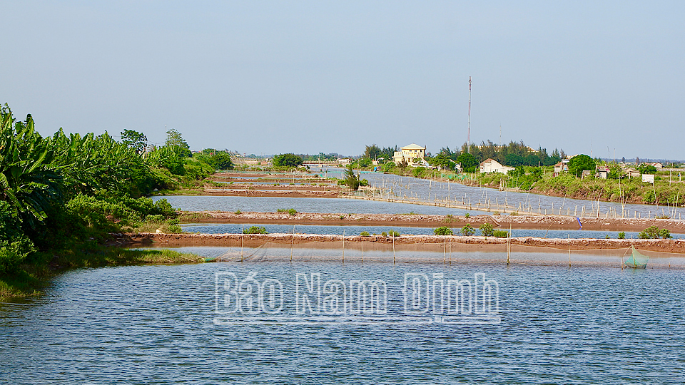 Khu vực đầm nuôi thủy sản tại bãi đê Tây Cồn Xanh huyện Nghĩa Hưng đang tập trung giải phóng mặt bằng để sớm bàn giao cho Tập đoàn Xuân Thiện.