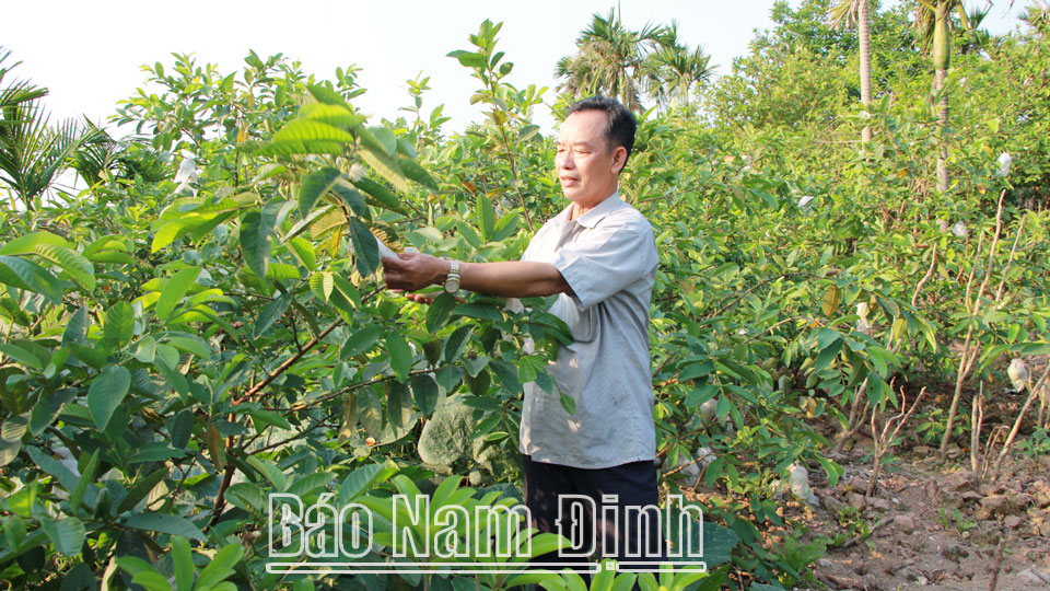 Từ nguồn vốn vay của câu lạc bộ liên thế hệ, ông Phan Văn Đắc, xã Hải Phú (Hải Hậu) phát triển mô hình vườn, ao, chuồng cho hiệu quả kinh tế cao.  Bài và ảnh: Hồng Minh
