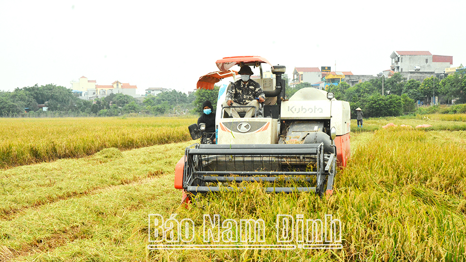 Nông dân xã Hiển Khánh (Vụ Bản) thu hoạch lúa mùa năm 2022, năng suất ước đạt 52-57 tạ/ha.