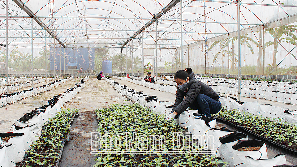 Sản xuất rau, quả công nghệ cao tại xã Xuân Hồng (Xuân Trường).
