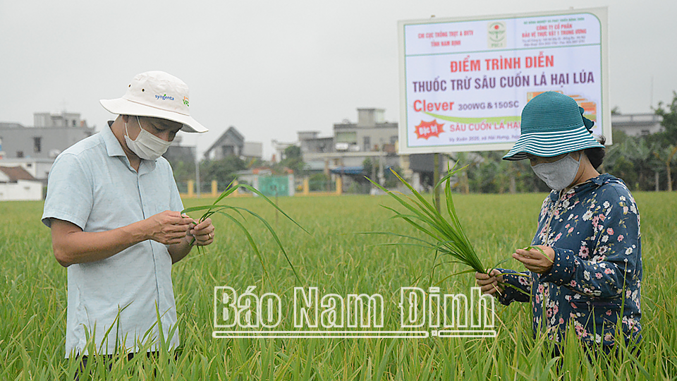 Mô hình cánh đồng lớn sản xuất lúa chất lượng cao tại xã Hải Hưng, huyện Hải Hậu.
