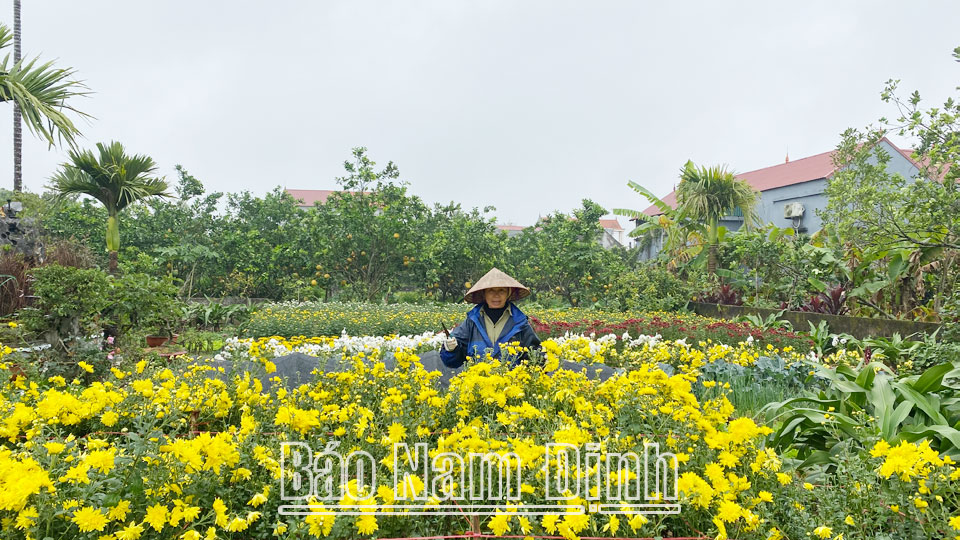 Người dân xã Yên Quang chăm sóc hoa cẩn thận để tiêu thụ dịp Tết Nguyên đán Quý Mão 2023.