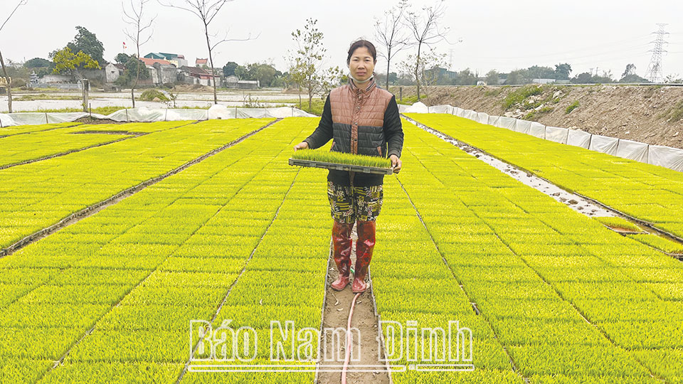 Gia đình anh Trần Quang Tiến thôn Trình Xuyên Thượng, xã Liên Bảo (Vụ Bản) chuẩn bị mạ khay gieo cấy lúa xuân.
