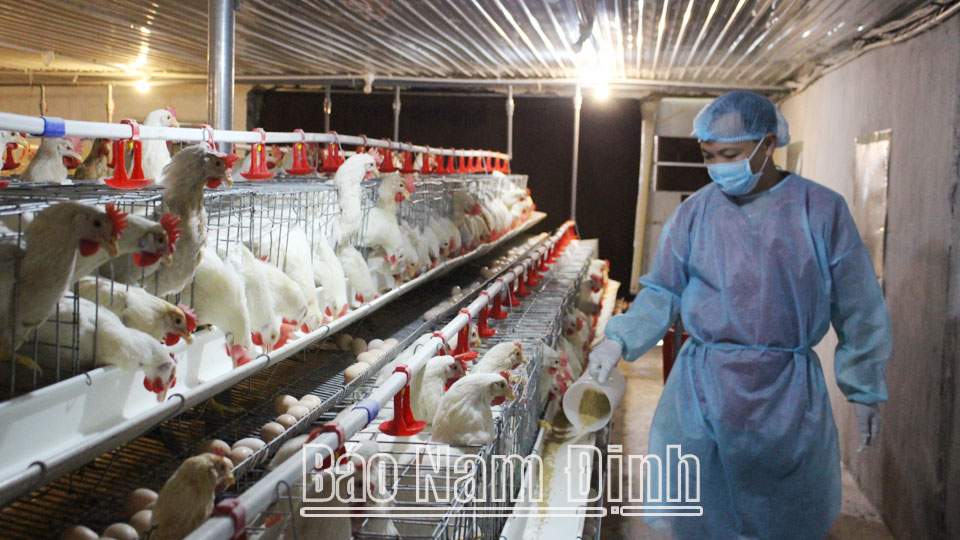 Mô hình nuôi gà theo hướng chăn nuôi an toàn sinh học ở xã Trực Thái (Trực Ninh) cho hiệu quả kinh tế cao.