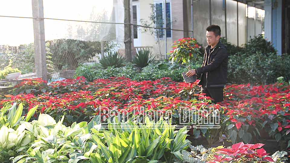 Muôn sắc màu hoa, cây cảnh nhập ngoại tại trung tâm đầu mối cung ứng hoa, cây cảnh Tân Phú, xã Điền Xá (Nam Trực).