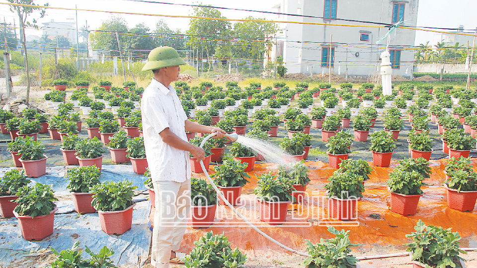 Nông dân xã Tân Thành rộn ràng vụ hoa tết