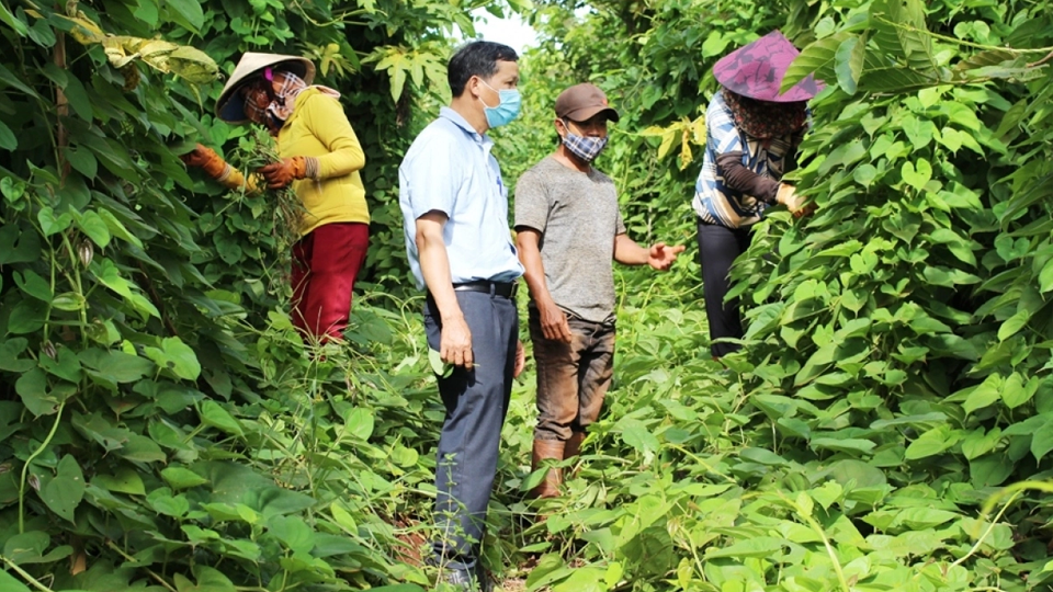 Gia Lai: Mời gọi đầu tư phát triển ngành dược liệu