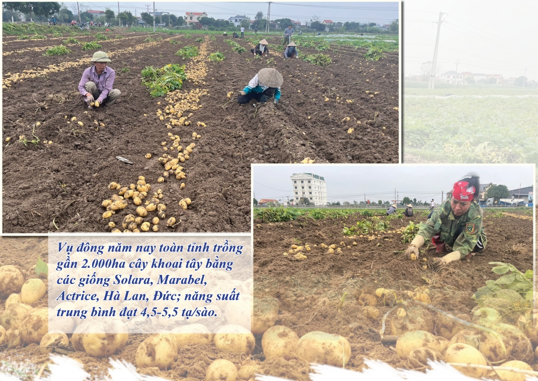 Nông dân HTX Lương Kiệt (Vụ Bản) thu hoạch khoai tây đông.
