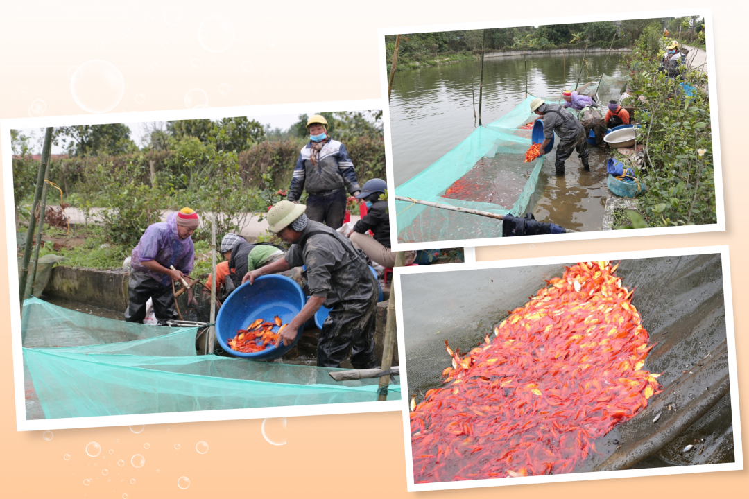 Gia đình ông Trần Đình Điện, thôn 10 thu hoạch cá chép đỏ từ ngày 10 đến 15-12 âm lịch hàng năm.