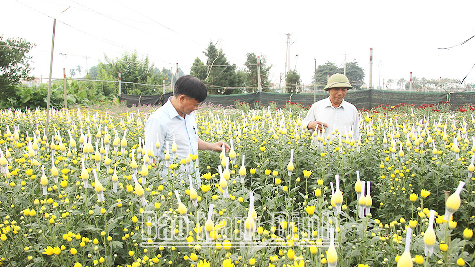 Nông dân xã Mỹ Tân (Mỹ Lộc) phát triển nghề trồng hoa cúc cho thu nhập cao.
Bài và ảnh: Lam Hồng - Ngọc Linh