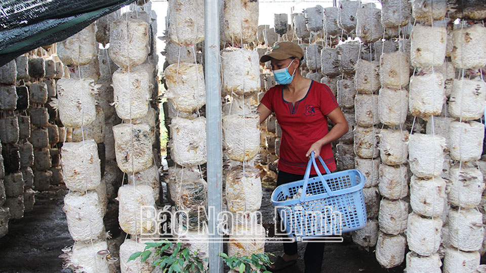 Hội viên nông dân xã Hải Quang phát triển mô hình trồng nấm sạch.