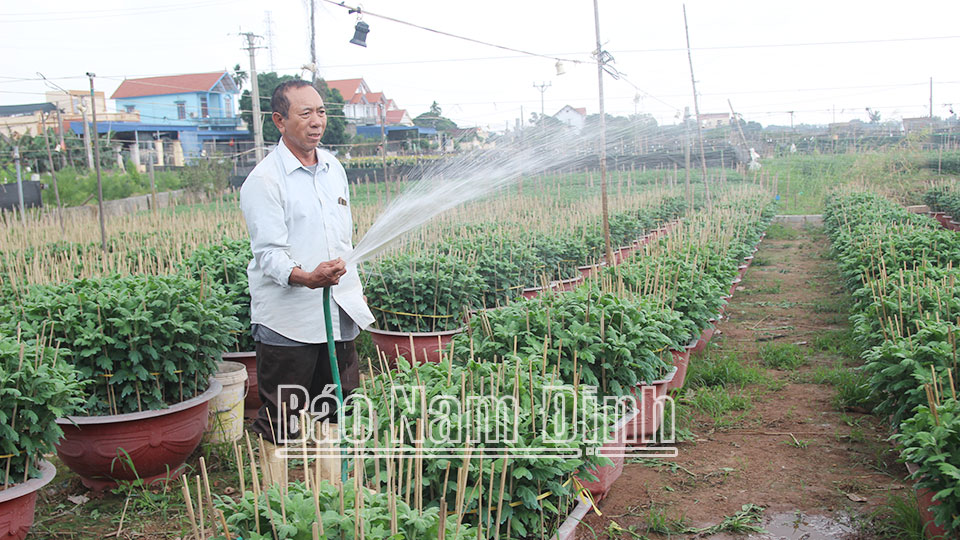 Ông Đặng Văn Phương, Tổ trưởng tổ hợp tác trồng hoa - cây cảnh xã Mỹ Tân chăm sóc hoa cúc.