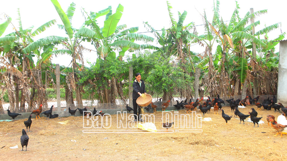 Chăm sóc đàn gà phục vụ thị trường Tết Nguyên đán tại trang trại gia đình ông Cao Văn Bàng ở đội 12, xã Nghĩa Hùng.