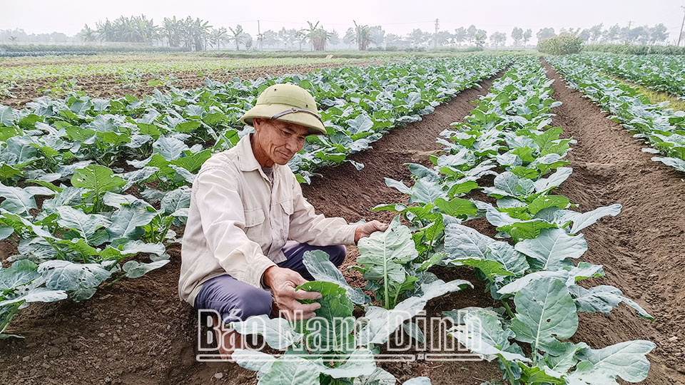 Ông Vũ Ngọc Bằng, xóm 1 thôn Bái Dương, xã Nam Dương (Nam Trực) chăm sóc ruộng súp lơ của gia đình phục vụ thị trường Tết Nguyên đán.