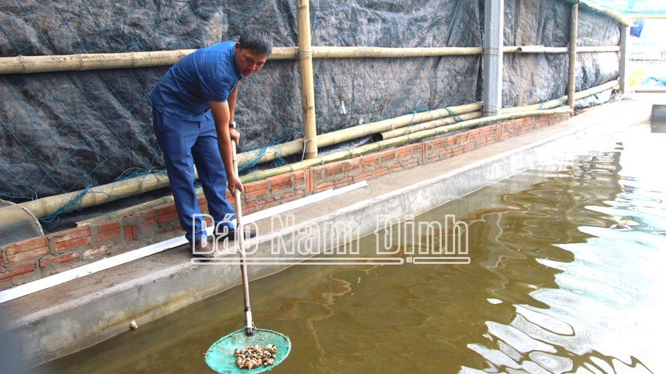 Hợp tác xã Nuôi trồng thủy sản Hải Điền, xã Hải Chính (Hải Hậu) phát triển mô hình nuôi ốc hương.