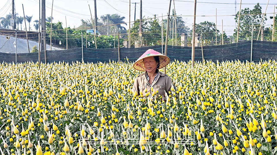 Các làng hoa
đón Tết