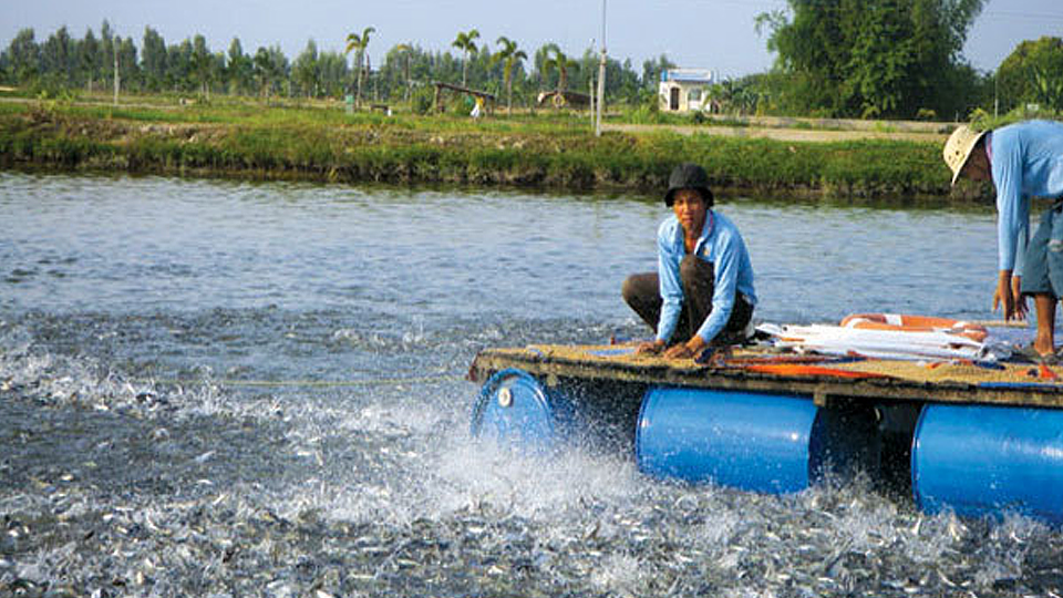 Lưu ý khi sử dụng vôi trong nuôi trồng thủy sản