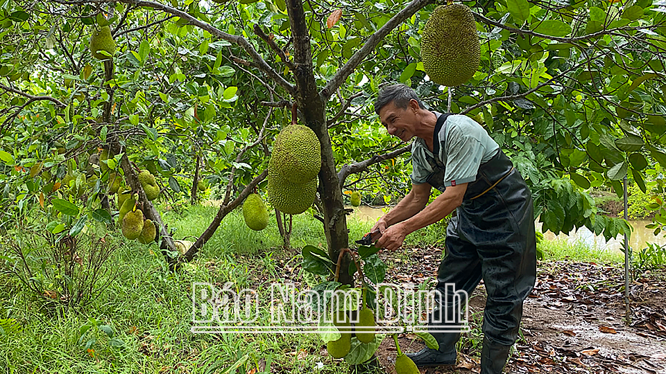 Sản xuất nông nghiệp an toàn tại xóm Thanh Hùng, xã Giao Thanh (Giao Thuỷ).
