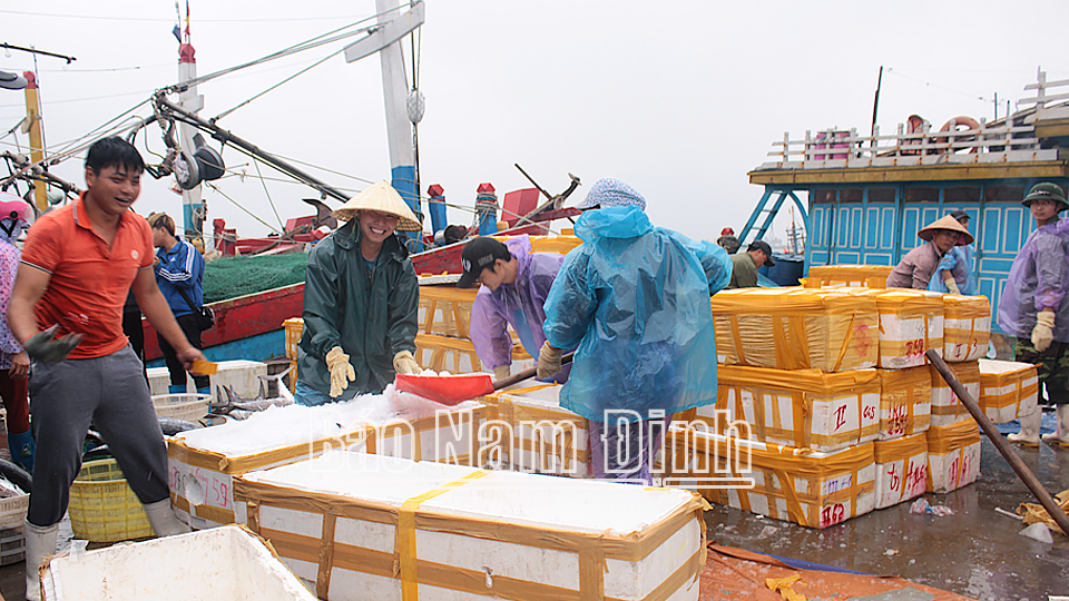 Ngư dân sử dụng đá và thùng xốp để bảo quản thủy, hải sản sau khi khai thác dài ngày về cảng cá Ninh Cơ, thị trấn Thịnh Long (Hải Hậu).