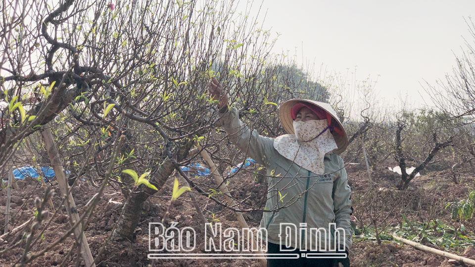 Chị Trần Thị Tươi, thôn Đồng Phù, xã Nam Mỹ phát triển kinh tế từ nghề trồng đào.