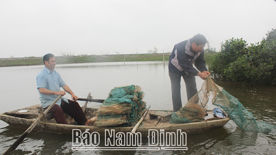 Hộ ông Trần Văn Quý, xã Phúc Thắng (Nghĩa Hưng) thu hoạch cua biển.