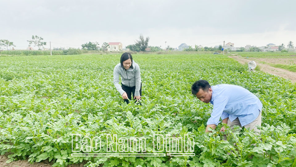 Cán bộ Trung tâm Dịch vụ Nông nghiệp huyện Giao Thủy cùng nông dân kiểm tra tình hình sâu bệnh trên cây trồng vụ đông tại xã Giao Phong.