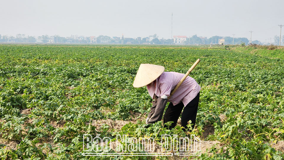 Hộ bà Dương Thị Ngọc, xóm 10, xã Yên Nhân (Ý Yên) trồng hơn 4 sào khoai tây vụ đông, thu nhập 5-7 triệu đồng/sào.