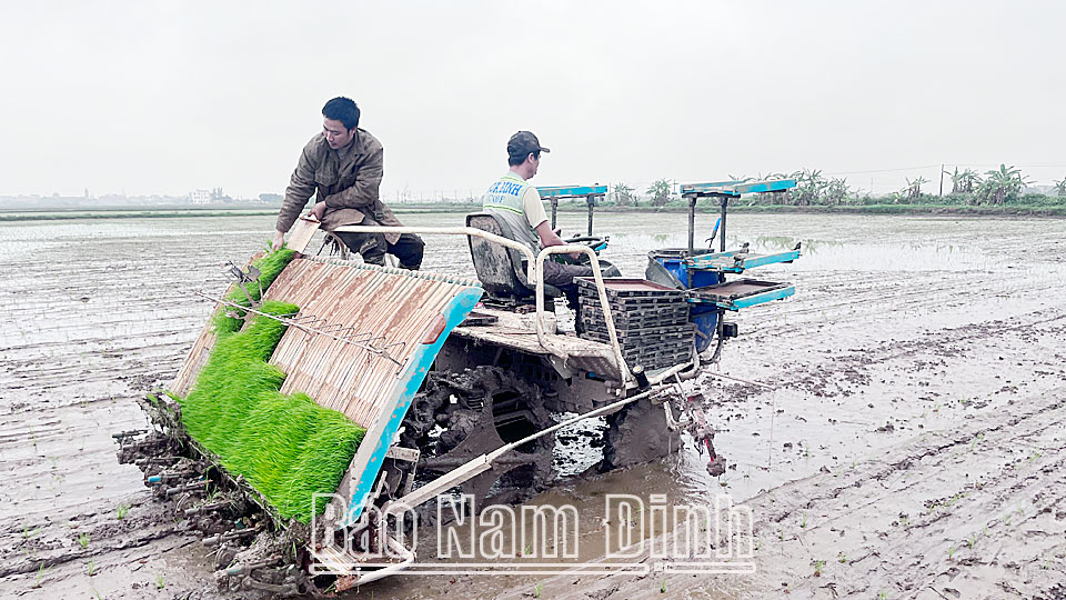 Gia đình chị Nguyễn Thị Tuyến, hợp tác xã Nam Thành, xã Đồng Sơn (Nam Trực) đang tích cực gieo cấy 37ha bằng máy cấy - mạ khay.